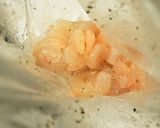 小エビとしめじのマヨパン粉焼き☆作り方1写真