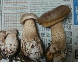 ホオベニシロアシイグチと山芋の切り和え作り方1写真
