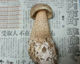 ホオベニシロアシイグチと山芋の切り和え作り方2写真