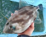 ナガハゲの塩煮(マース煮)作り方1写真