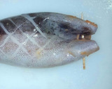 いかの姿焼き　いかわたとげそ詰め作り方9写真
