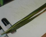 ニラ玉トースト作り方1写真