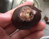 *＊栗ご飯 栗の簡単皮の剥き方付き＊*作り方4写真