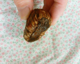 簡単＆時短♪栗の皮むき（鬼皮）作り方7写真