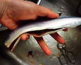 簡単、骨まで食べられるサンマの生姜煮作り方2写真