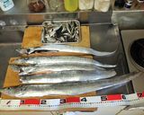【釣食】太刀魚の刺身作り方1写真
