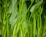 お年寄り絶讚シリーズ❗空芯菜入り餃子❗作り方1写真