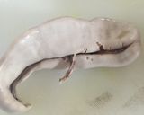 鮭の白子の唐揚げ カレー風味作り方2写真