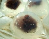 簡単!シメサバ♪元魚屋の味作り方11写真