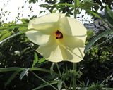 花オクラの食べ方作り方1写真