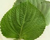 エゴマご飯のおにぎらず作り方1写真