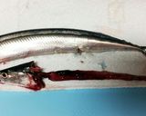 圧力鍋で♪骨まで柔らか秋刀魚の梅煮作り方2写真
