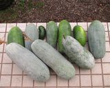 冬瓜の浅漬け作り方1写真