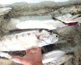 タチウオの刺身作り方3写真