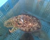 イカと大根の煮物作り方4写真