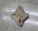 ライ麦の香り❖くるみ大納言パン作り方8写真