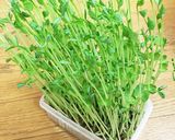 栄養価UP！豆苗と人参と卵の胡麻和え作り方1写真