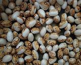 とら豆でフェイジャン風煮豆作り方1写真