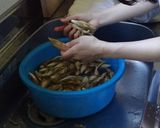 里山みょうがの醤油漬けおにぎり作り方2写真