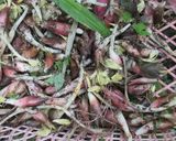 ミョウガの醤油煮作り方1写真