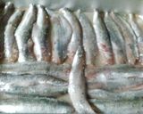 真いわしの焼き物(料理名不明？？)作り方1写真