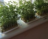 簡単に豆苗お浸し作り方1写真