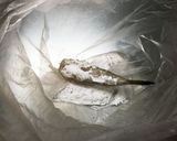 釣りたてふぐのから揚げσ(^_^;)作り方5写真