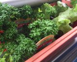 釣りたてふぐのから揚げσ(^_^;)作り方9写真