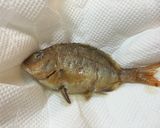 チダイ塩焼きミョウガパセリのまぜごはん!作り方6写真