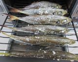 まとめて６尾！！尾がキレイ☆鯵の塩焼き♪作り方3写真