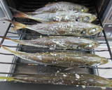 まとめて６尾！！尾がキレイ☆鯵の塩焼き♪作り方3写真