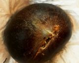 栗ご飯に♪剥き方＆保存方法作り方1写真