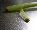 ふきの煮物作り方1写真