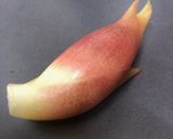 保存版✅みょうがの切り方｜薬味・料理別の使い分け作り方1写真