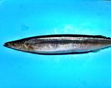 秋香る秋刀魚ご飯作り方1写真