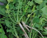 大根のみかん風味サラダ作り方1写真