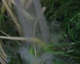 大根のみかん風味サラダ作り方3写真