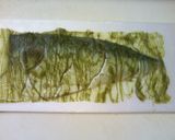鯖にぎり寿司作り方2写真