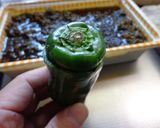 最速のピーマンのコンテナ作り方5写真