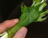 ☆出会えてよかった☆大葉にんにく醤油作り方3写真