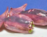 白だし酢で作る ☆ 彩り花酢イカ作り方4写真