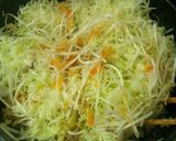 野菜不足解消★たっぷり野菜包みとんぺい焼作り方4写真