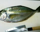 愛媛の郷土料理！ひゆうがめし作り方1写真