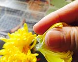菊の花の下処理・おひたし作り方2写真