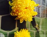 菊の花の下処理・おひたし作り方1写真