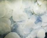 じゃがいもとミートソースで簡単ラザニア風作り方3写真