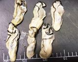 牡蠣フライ作り方1写真