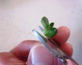 お弁当の彩に☆かいわれ大根でハートごはん作り方1写真