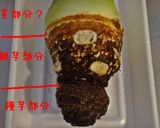 里芋の親芋はどこまで食べられるのか作り方1写真