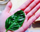 生バジル香るミラノ風カツサンド♪作り方4写真